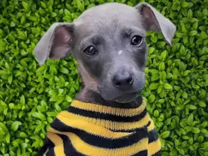 Cachorro raça SRD-ViraLata idade 2 a 6 meses nome Veludo