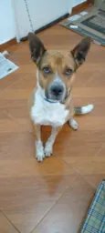 Guru