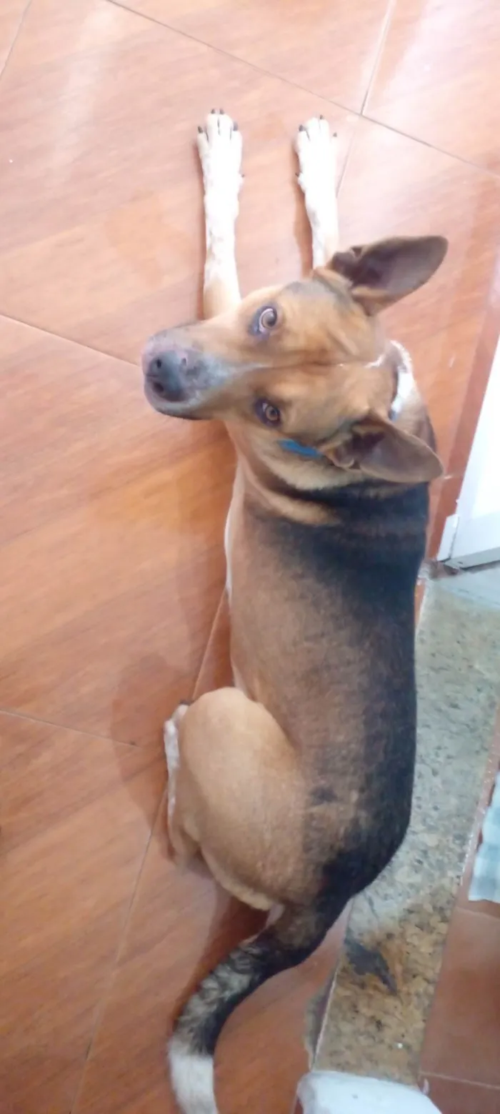 Cachorro ra a SRD-ViraLata idade 4 anos nome Guru