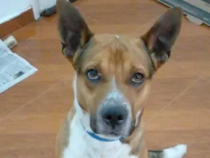 Cachorro raça SRD-ViraLata idade 4 anos nome Guru
