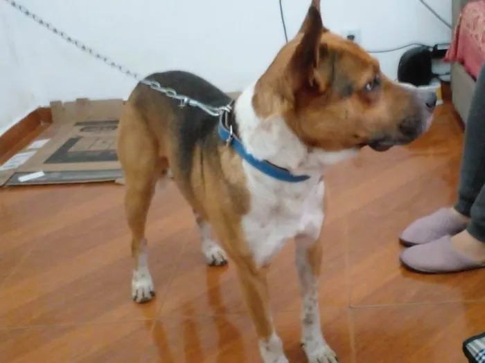 Cachorro ra a SRD-ViraLata idade 4 anos nome Guru