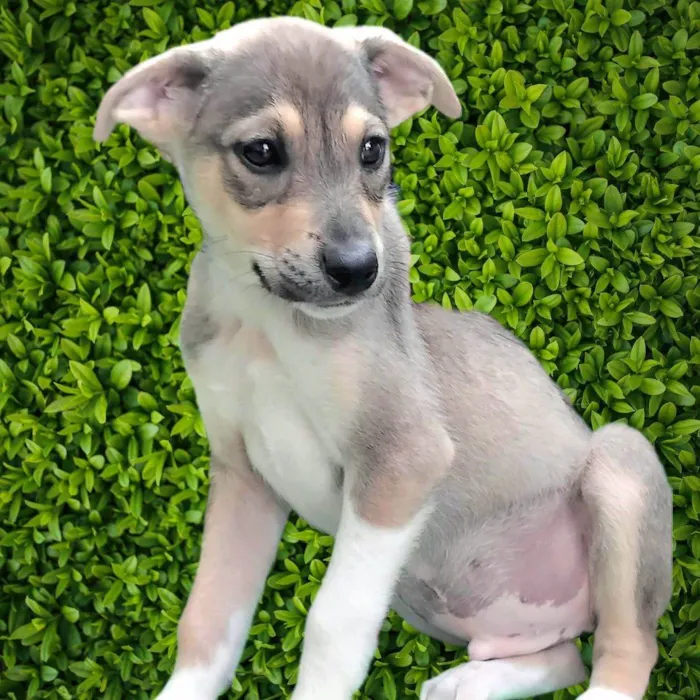Cachorro ra a SRD-ViraLata idade 2 a 6 meses nome Veloso