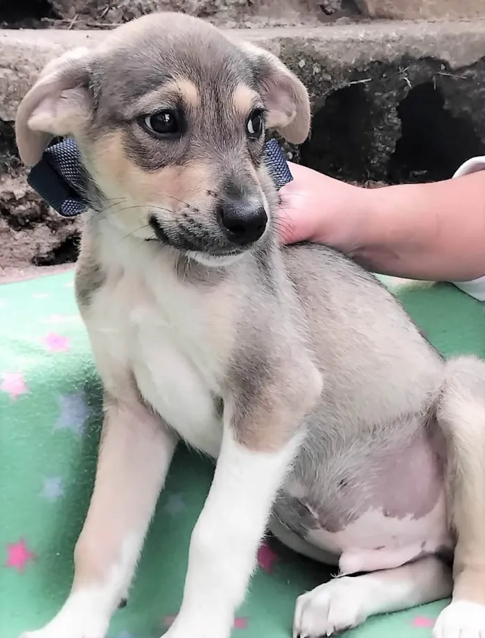 Cachorro ra a SRD-ViraLata idade 2 a 6 meses nome Veloso
