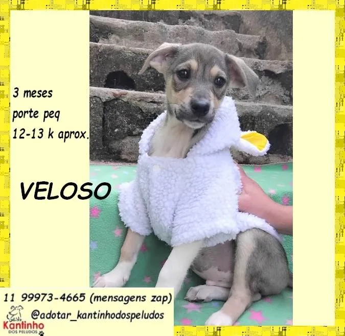 Cachorro ra a SRD-ViraLata idade 2 a 6 meses nome Veloso