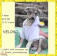 Veloso