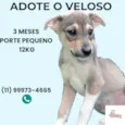 Veloso