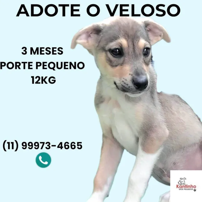 Cachorro ra a SRD-ViraLata idade 2 a 6 meses nome Veloso
