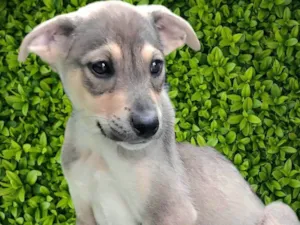 Cachorro raça SRD-ViraLata idade 2 a 6 meses nome Veloso