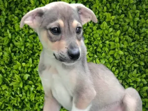 Cachorro raça SRD-ViraLata idade 2 a 6 meses nome Veloso