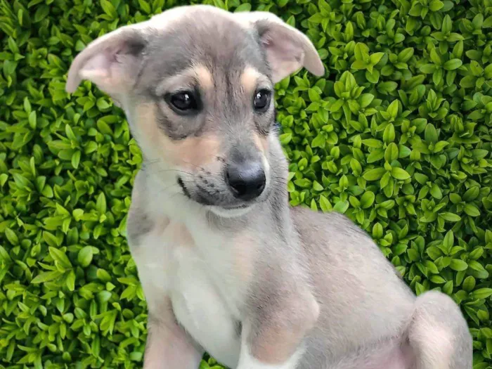 Cachorro ra a SRD-ViraLata idade 2 a 6 meses nome Veloso