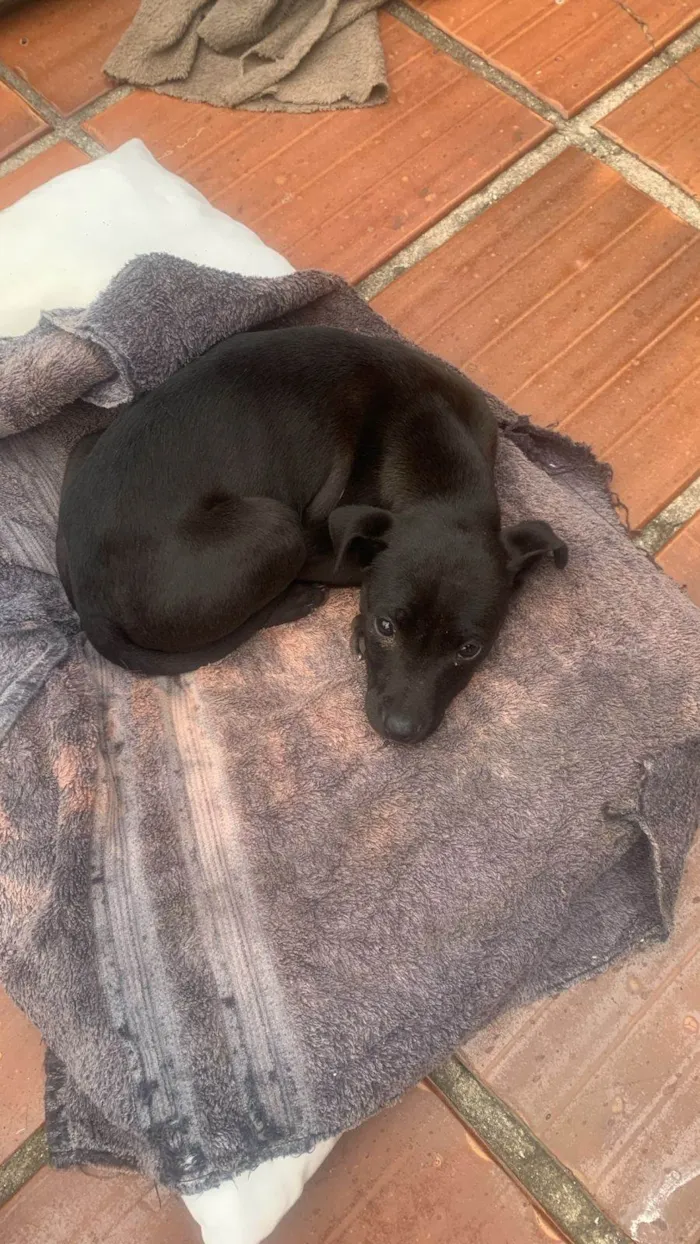 Cachorro ra a SRD-ViraLata idade 2 a 6 meses nome sem nome 