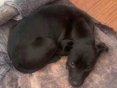 Cachorro raça SRD-ViraLata idade 2 a 6 meses nome sem nome 