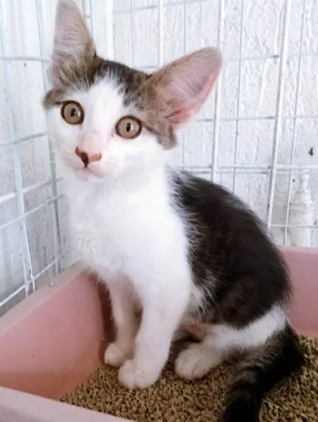 Gato ra a SRD-ViraLata idade 2 a 6 meses nome TIARA MARIA