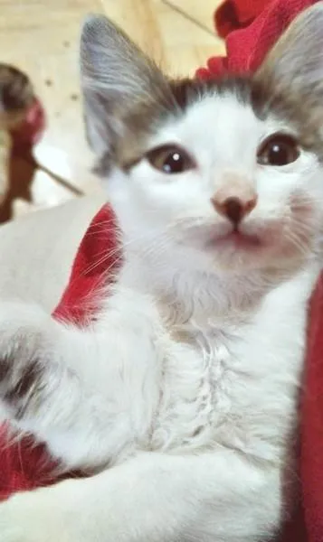 Gato ra a SRD-ViraLata idade 2 a 6 meses nome TIARA MARIA