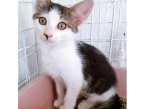 Gato raça SRD-ViraLata idade 2 a 6 meses nome TIARA MARIA