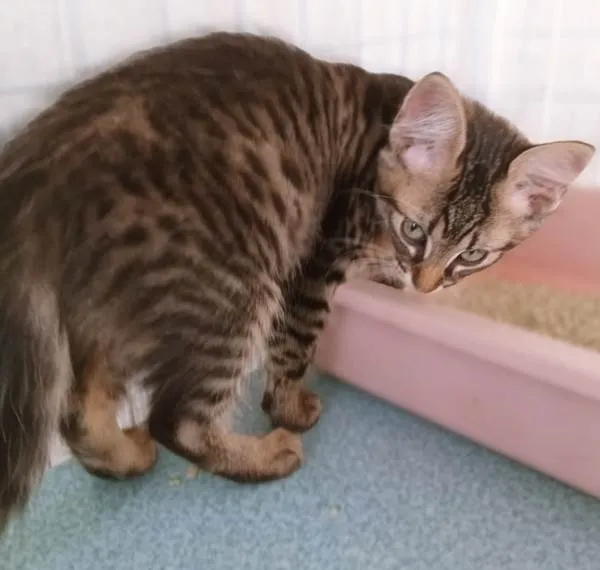 Gato ra a SRD-ViraLata idade 2 a 6 meses nome RAISSA TIGRADA