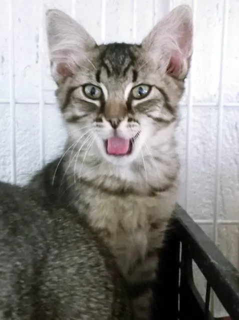 Gato ra a SRD-ViraLata idade 2 a 6 meses nome RAISSA TIGRADA