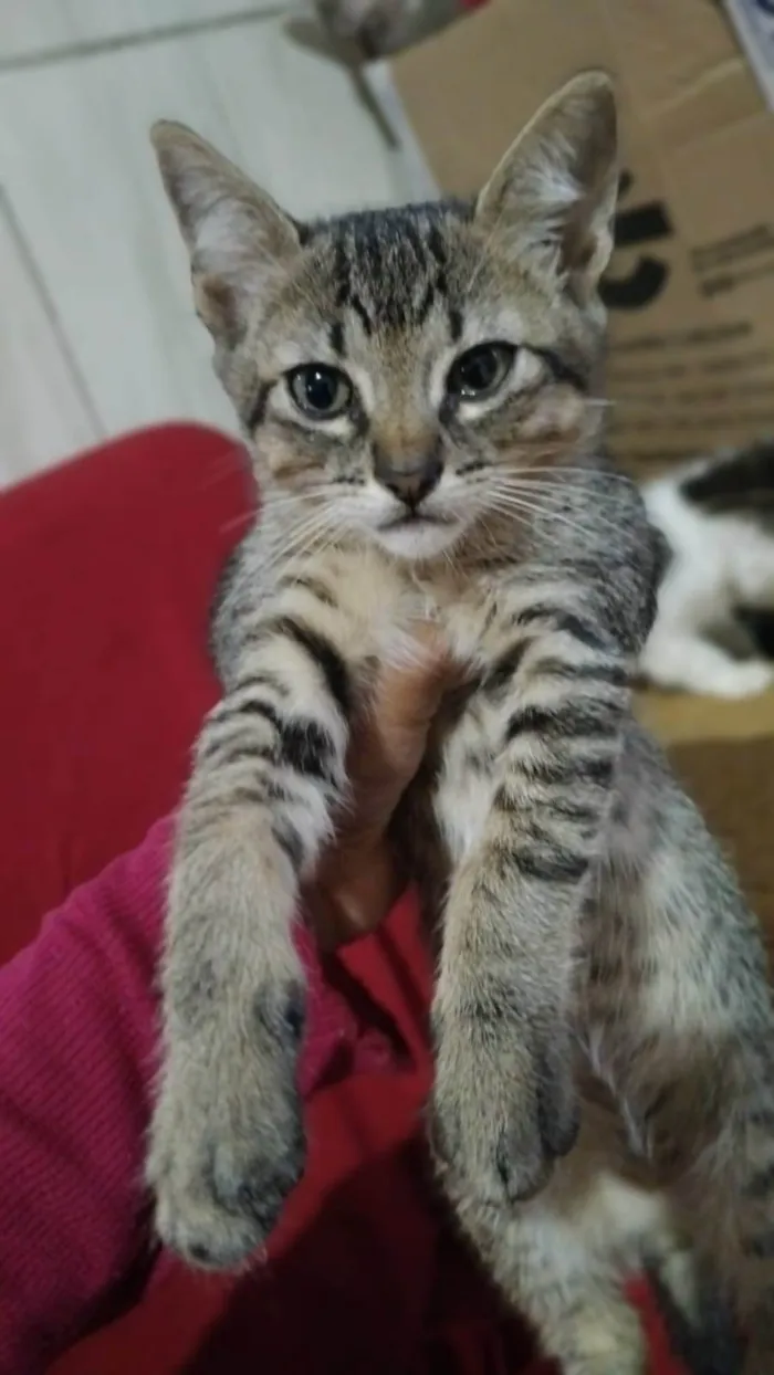 Gato ra a SRD-ViraLata idade 2 a 6 meses nome RAISSA TIGRADA