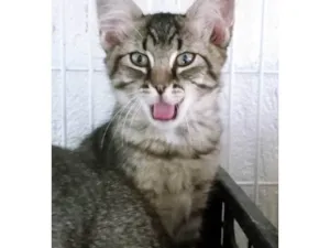 Gato raça SRD-ViraLata idade 2 a 6 meses nome RAISSA TIGRADA