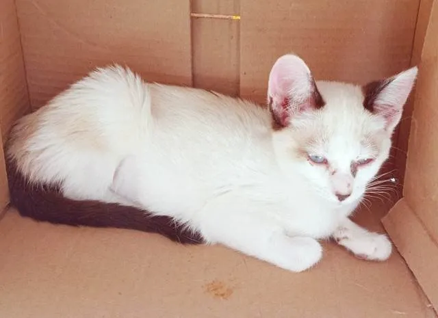 Gato ra a SRD-ViraLata idade 2 a 6 meses nome ARLINDA MIX