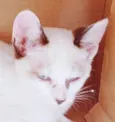 ARLINDA MIX