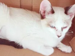 Gato raça SRD-ViraLata idade 2 a 6 meses nome ARLINDA MIX