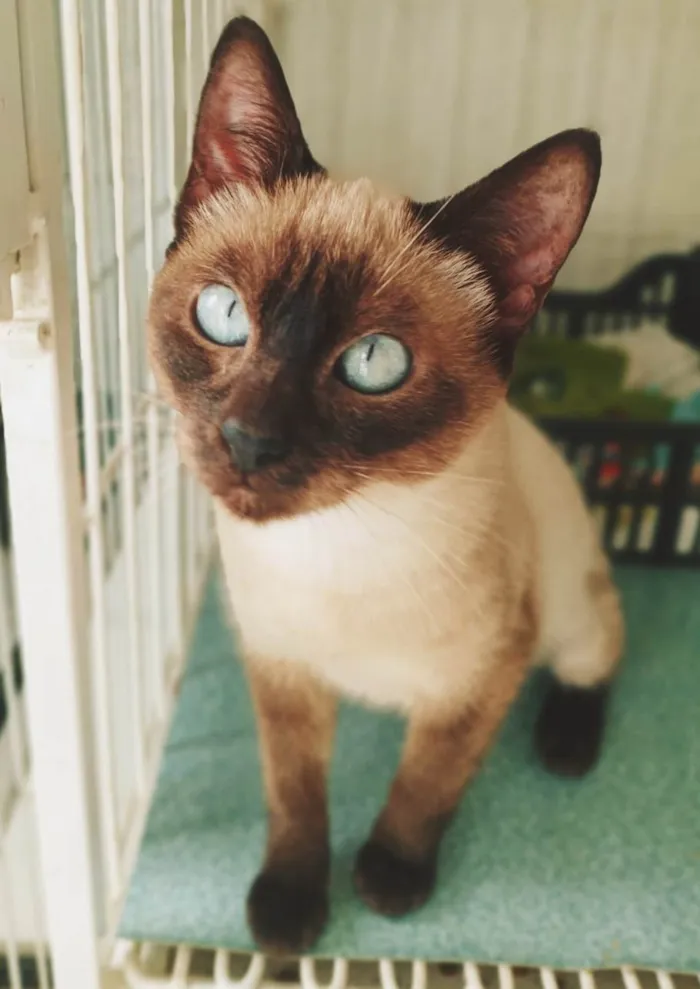 Gato ra a SRD-ViraLata idade 2 a 6 meses nome LENINHA SIAMESA