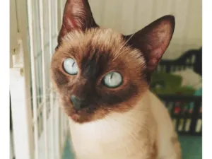Gato raça SRD-ViraLata idade 2 a 6 meses nome LENINHA SIAMESA