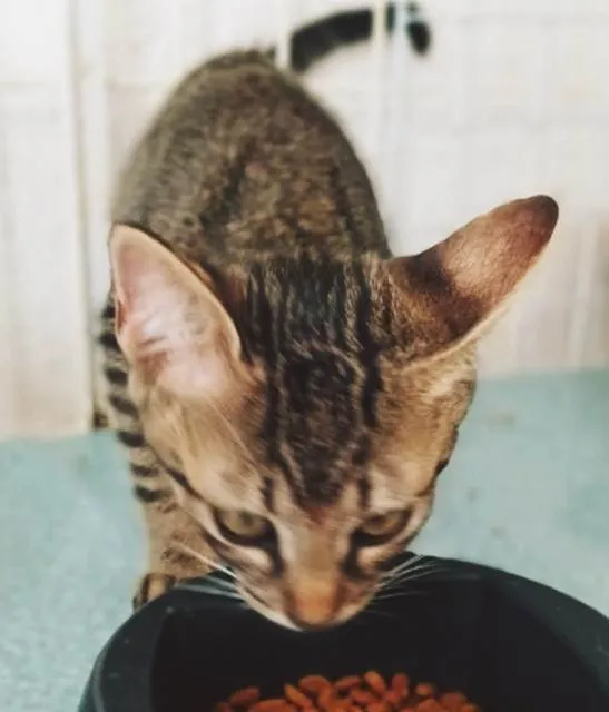 Gato ra a SRD-ViraLata idade 2 a 6 meses nome ZEIME TIGRE