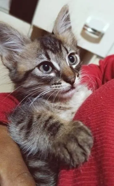 Gato ra a SRD-ViraLata idade 2 a 6 meses nome ZEIME TIGRE
