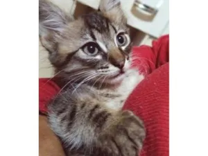 Gato raça SRD-ViraLata idade 2 a 6 meses nome ZEIME TIGRE