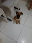 Akira