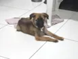 Akira