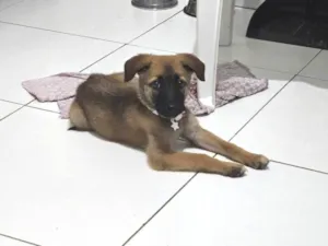 Cachorro raça SRD-ViraLata idade 2 a 6 meses nome Akira