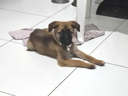 Cachorro raça SRD-ViraLata idade 2 a 6 meses nome Akira