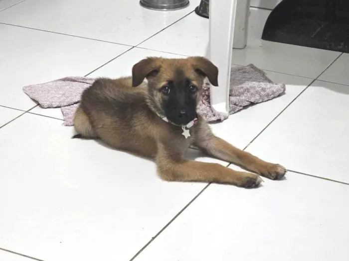 Cachorro ra a SRD-ViraLata idade 2 a 6 meses nome Akira
