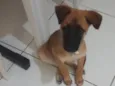 Akira