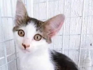 Gato raça SRD-ViraLata idade 2 a 6 meses nome TIARA MARIA