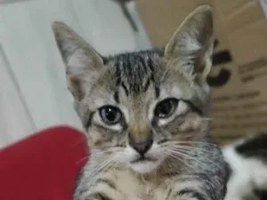 Gato raça SRD-ViraLata idade 2 a 6 meses nome RAISSA TIGRADA