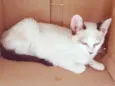ARLINDA MIX