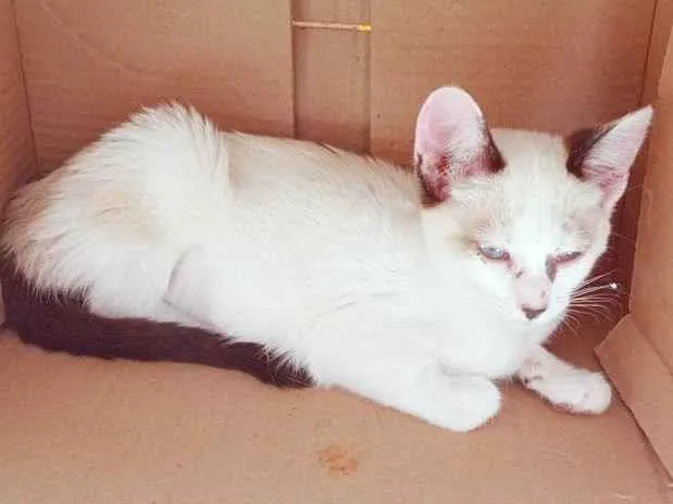 Gato ra a SRD-ViraLata idade 2 a 6 meses nome ARLINDA MIX