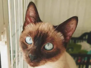 Gato raça SRD-ViraLata idade 2 a 6 meses nome LENINHA SIAMESA