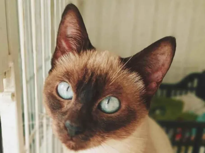 Gato ra a SRD-ViraLata idade 2 a 6 meses nome LENINHA SIAMESA