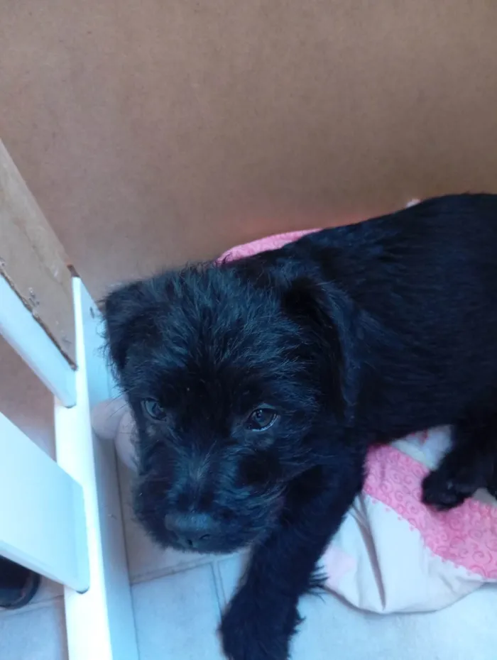 Cachorro ra a Poodle idade 2 a 6 meses nome Frederico 