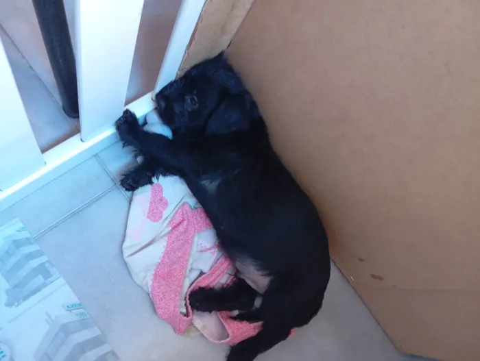 Cachorro ra a Poodle idade 2 a 6 meses nome Frederico 