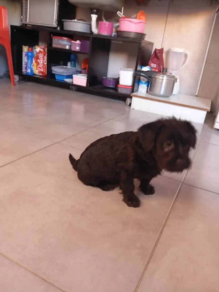 Cachorro ra a Poodle idade 2 a 6 meses nome Frederico 
