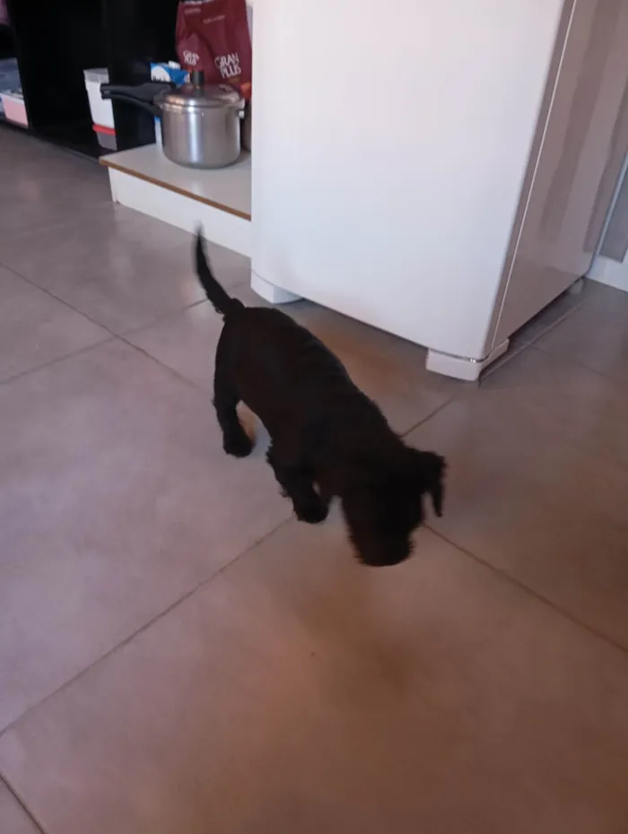 Cachorro ra a Poodle idade 2 a 6 meses nome Frederico 