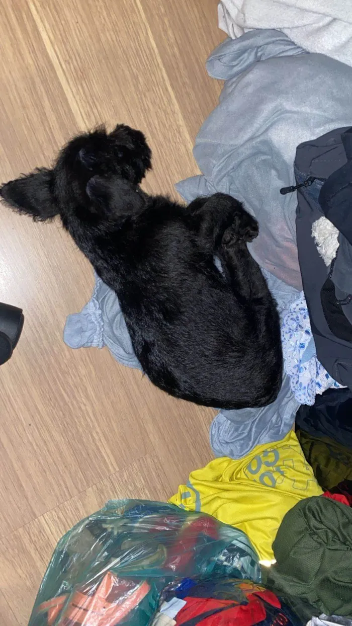 Cachorro ra a Poodle idade 2 a 6 meses nome Frederico 