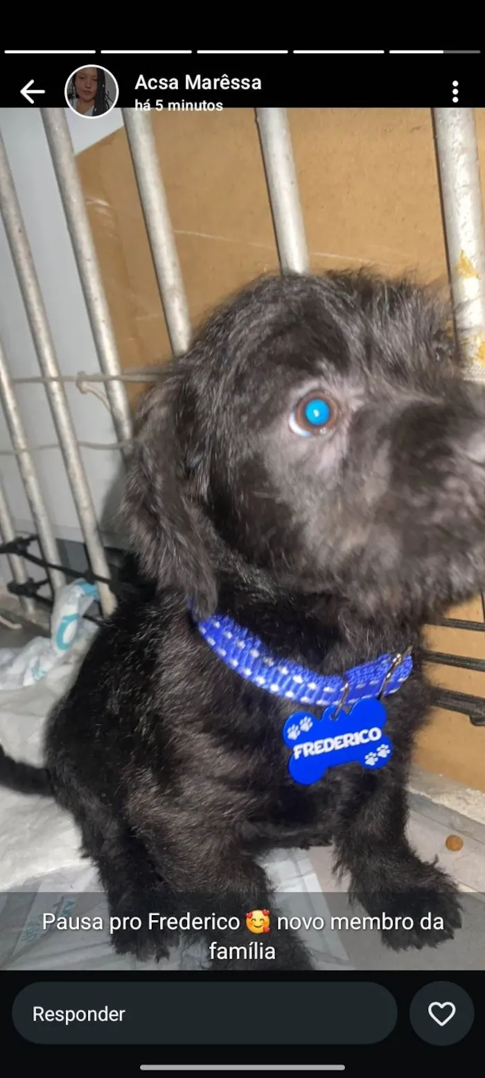 Cachorro ra a Poodle idade 2 a 6 meses nome Frederico 