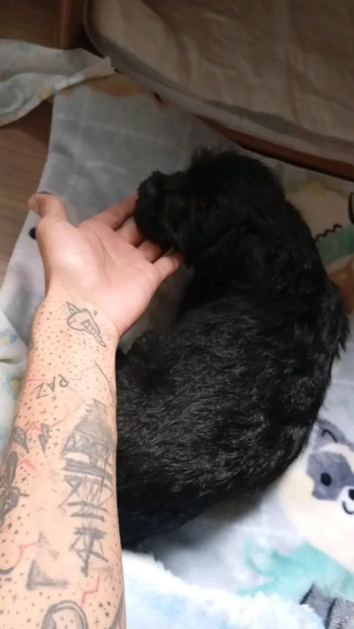 Cachorro ra a Poodle idade 2 a 6 meses nome Frederico 